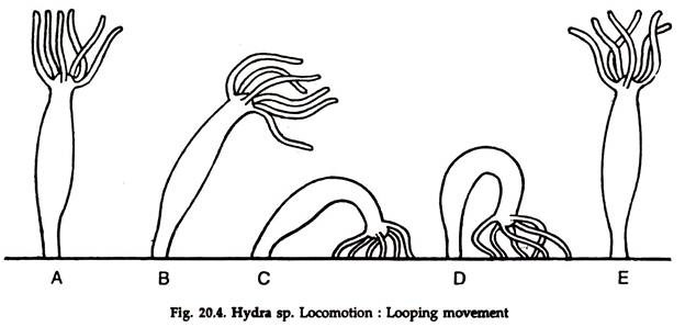 looping movement in hydra