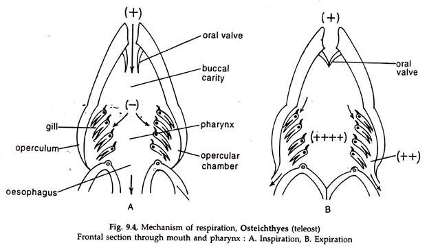 Mechanism of Respiration, Osteichthyes
