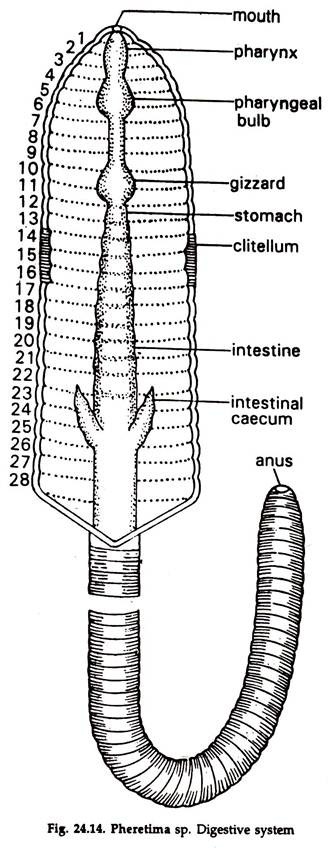 Essay on Earthworm: Feeding and Digestion