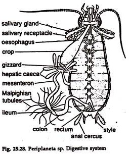 Periplaneta sp. Digestive System