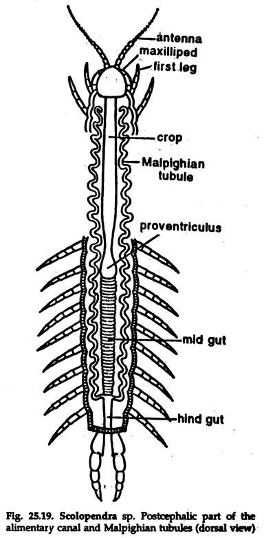 Scolopendra sp. Postcephalic Part