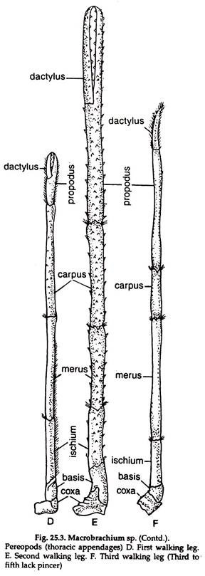 Macrobrachium sp. Pereopods