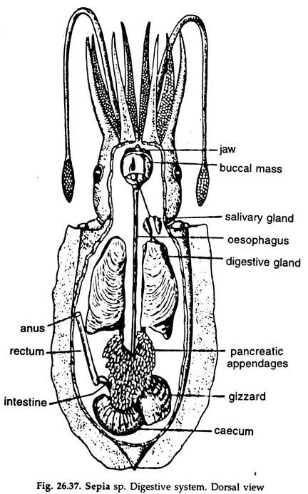 Sepia sp. Digestive System