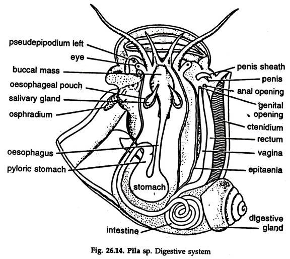 Pila sp. Digestive System