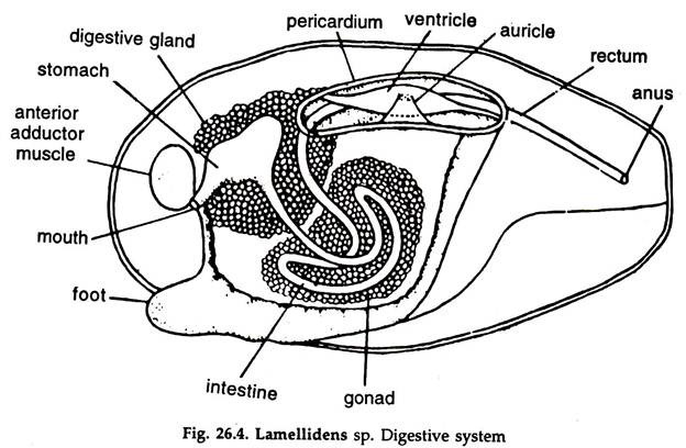 Lamellidens sp. Digestive System