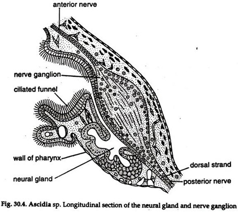 Ascidia sp. Longtiudinal Section