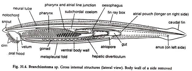 Branchiostoma sp. Gross Internal Structures