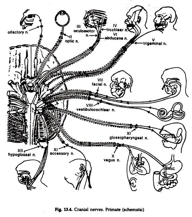 Cranial Nerves