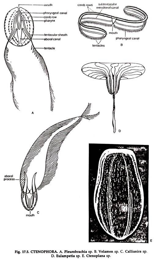 CTENOPHORA