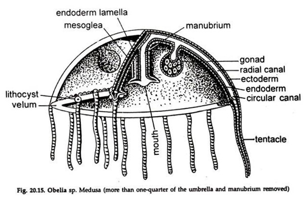 Obelia sp. Medusa