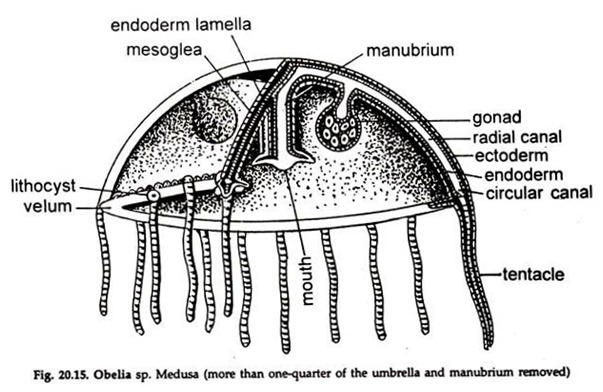 Life Cycle of Obelia (With Diagram) | Phylum Cnidaria