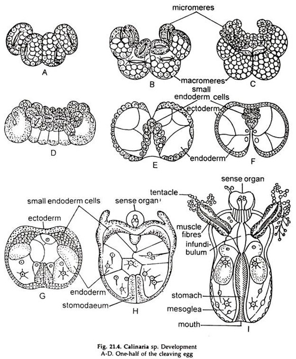 Calinaria sp.