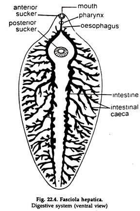 Fasciola Hepatica. Digestive System