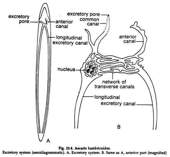 Ascaris Lumbricoides. Excretory System