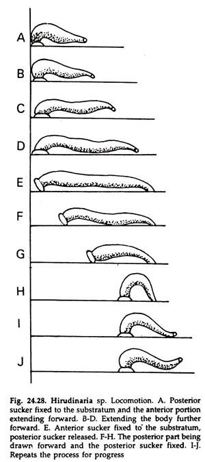 Hirudinaria sp. Locomotion