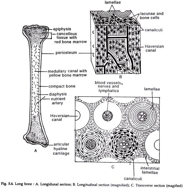 Long Bone