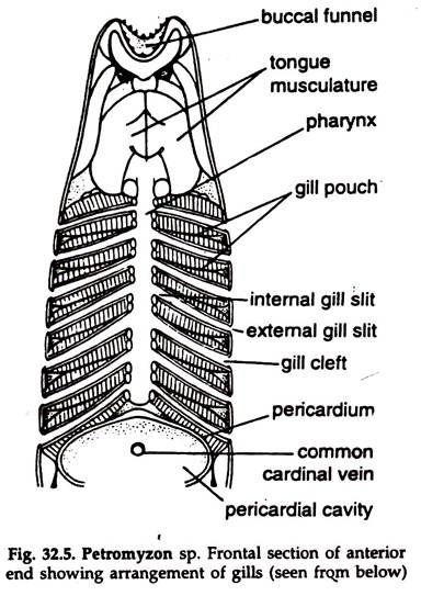 Lamprey: External Features and Digestive System