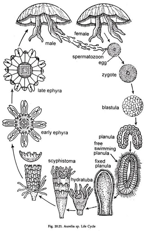 Life Cycle of Aurelia (With Diagram) | Phylum Cnidaria