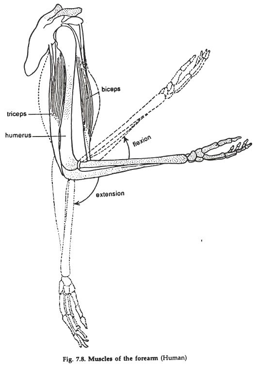 Muscles of the Forearm