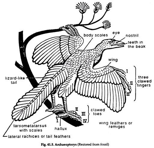 Archaeopteryx