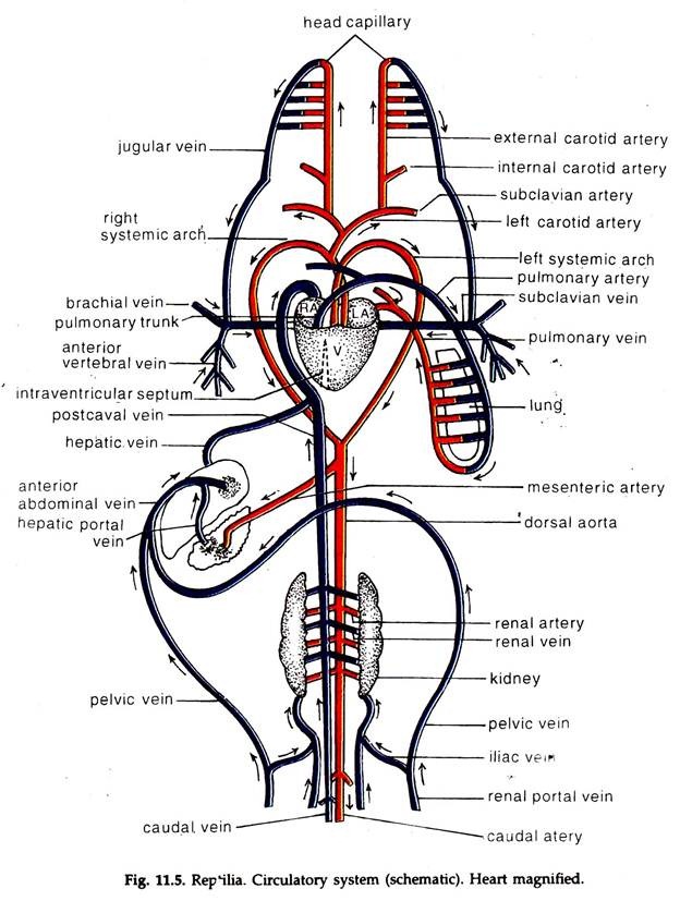 Repilia. Circulatory System (Schematic)