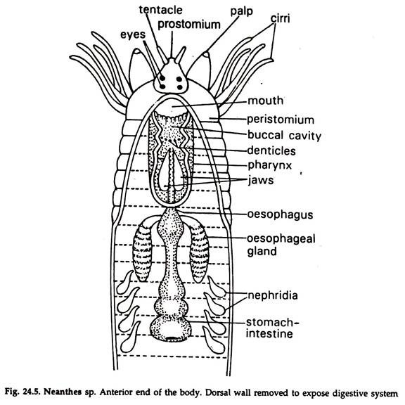 Neanthes sp. Anterior End of the Body