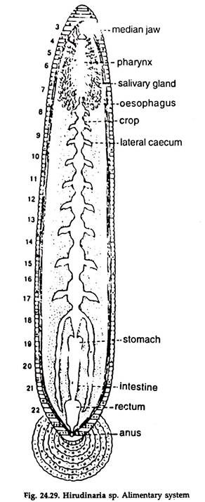 Hirudinaria sp. Alimentary System