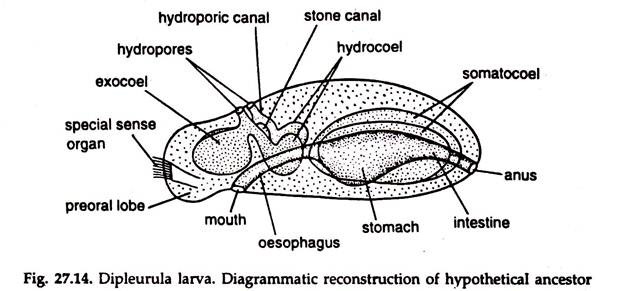 Dipleurula Larva