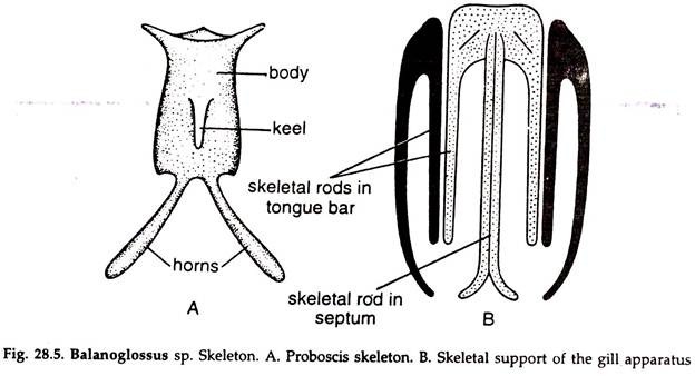 Balanoglossus sp. Skeleton