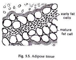 Adipose Tissue