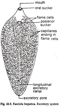 Fasciola: Digestive System and Excretory System | Phylum Platyhelminthes