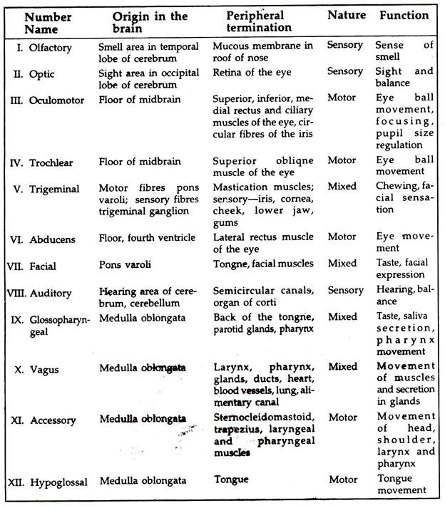 Peripheral Nervous System (With Diagram) | Animals