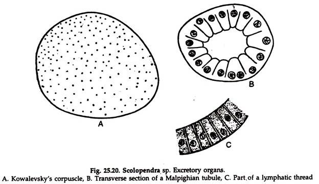 Scolopendra sp. Excretory Organs