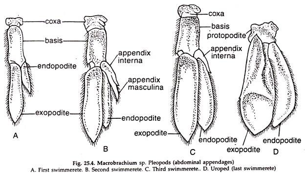 Macrobrachium sp. Pleopods