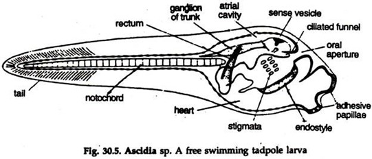 Ascidia sp. Free Swimming Tadpole Larva