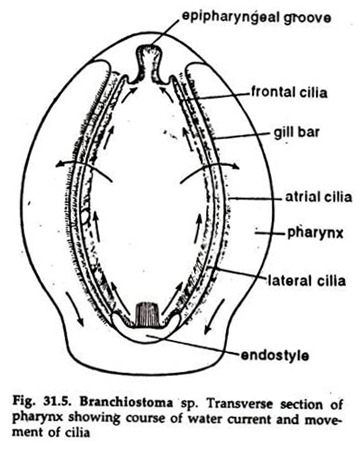 Branchiostoma sp. Transverse Section