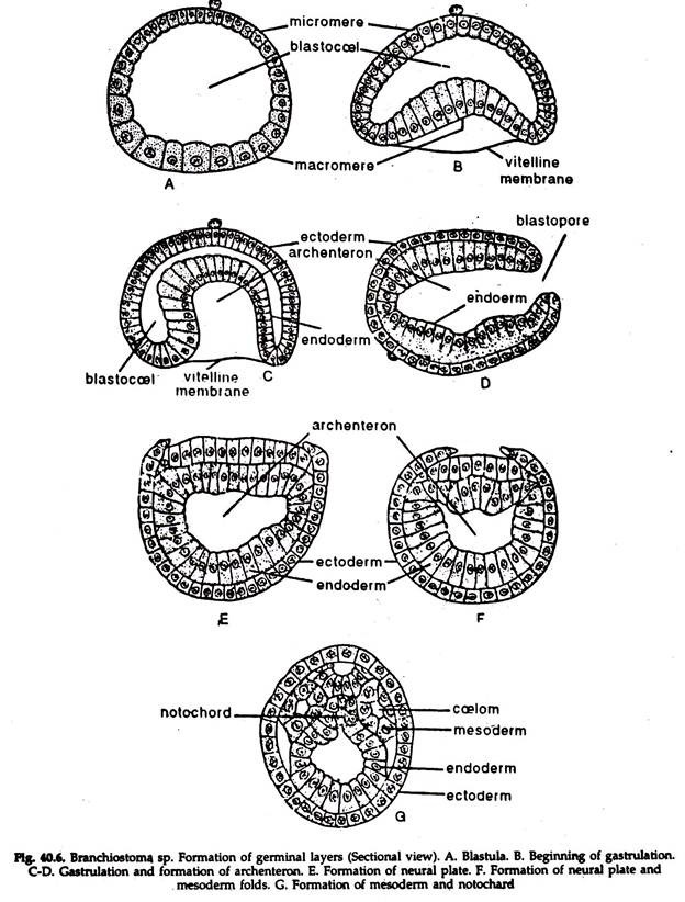 Branchiostoma