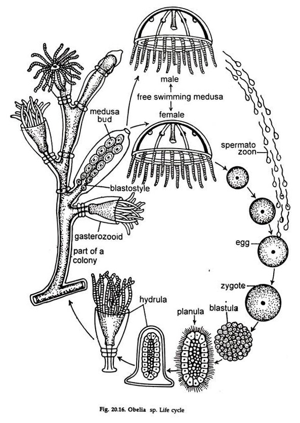 Obelia sp. Life Cycle