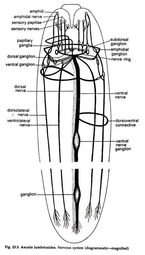 Ascaris Lumbricoides. Nervous System