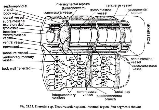 Pheretima sp. Blood Vascular System