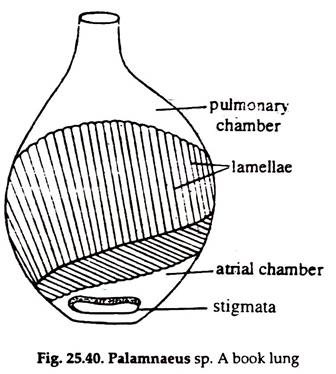 Palamnaeus sp. Book Lung