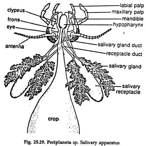 Periplaneta sp. Salivary Apparatus