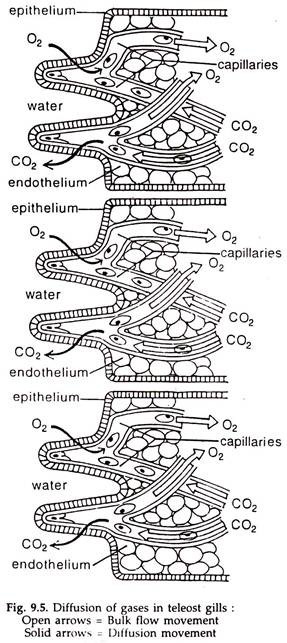 Diffusion of Gases in Teleost Gills