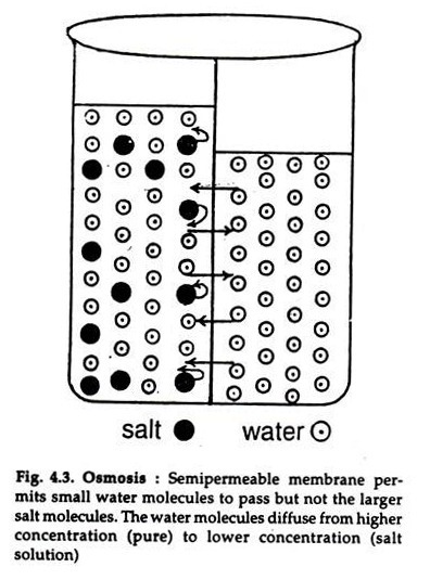 Osmosis