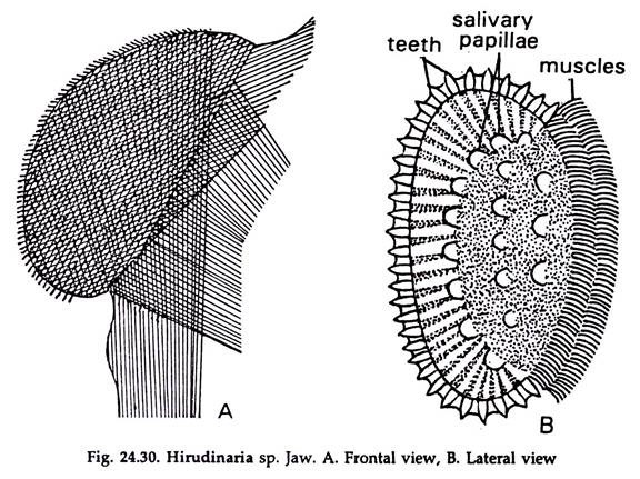 leech external anatomy