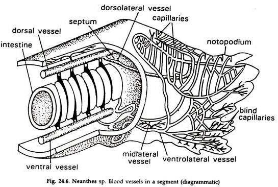 Neanthes sp. Blood Vessels