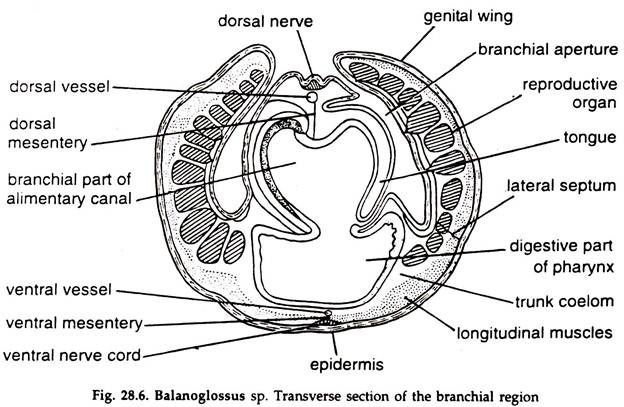 Balanoglossus sp. Transverse Section