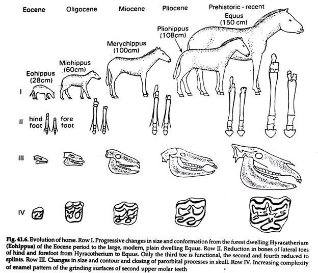 Evolution of Horse