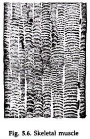 Skeletal Muscle