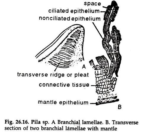 Pila sp.